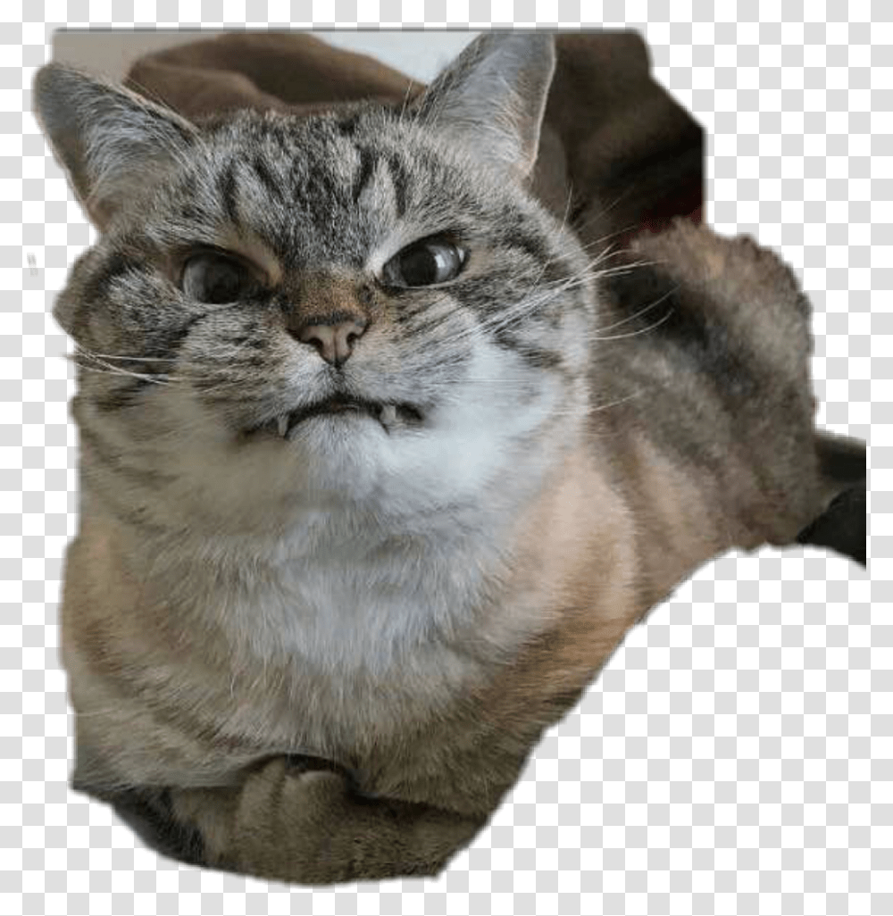 Fun Funny Funnyface Reaction Photo Angry Wtf Nenen Angry Cat Funny Face, Pet, Mammal, Animal, Abyssinian Transparent Png