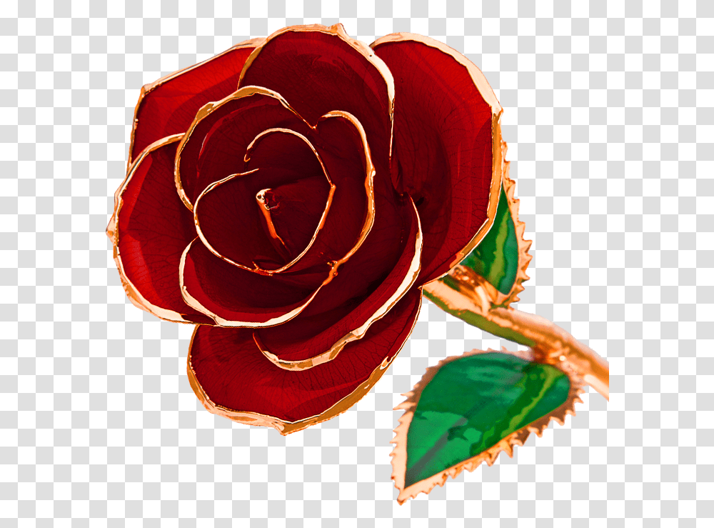 Fun Pics & Images Gold Dipped Roses Steven Singer, Flower, Plant, Blossom, Petal Transparent Png