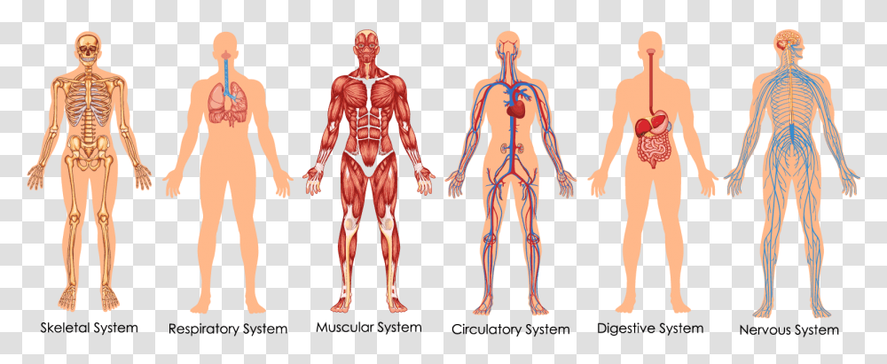 Functional Integrative Spinal Correction Body Systems Diagram, Person, Human, Torso, Skeleton Transparent Png