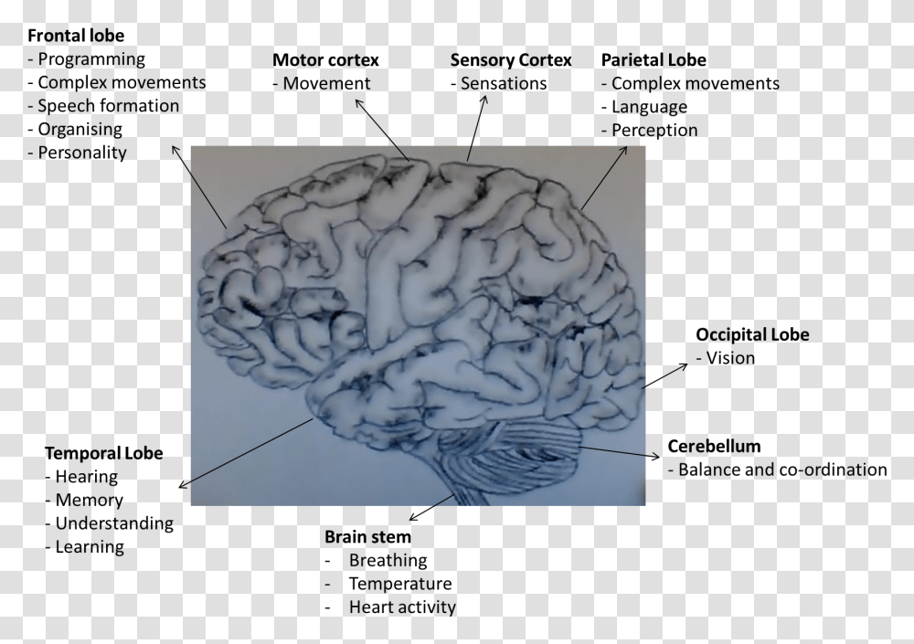 Functions Of Areas Of The Human Brain Human Brain With Dementia, Nature, Outdoors, Sea Transparent Png