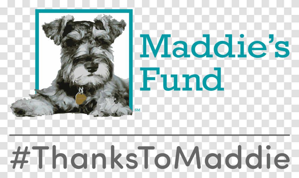 Fund Thanks To Maddie, Mammal, Animal, Canine, Dog Transparent Png