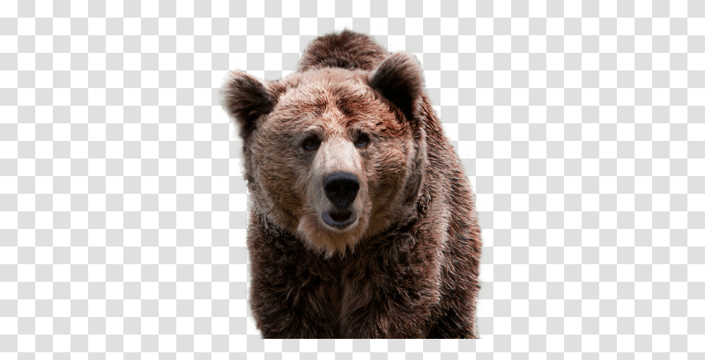 Fundacin Oso De Asturias Oso Pardo Bear, Brown Bear, Wildlife, Mammal, Animal Transparent Png