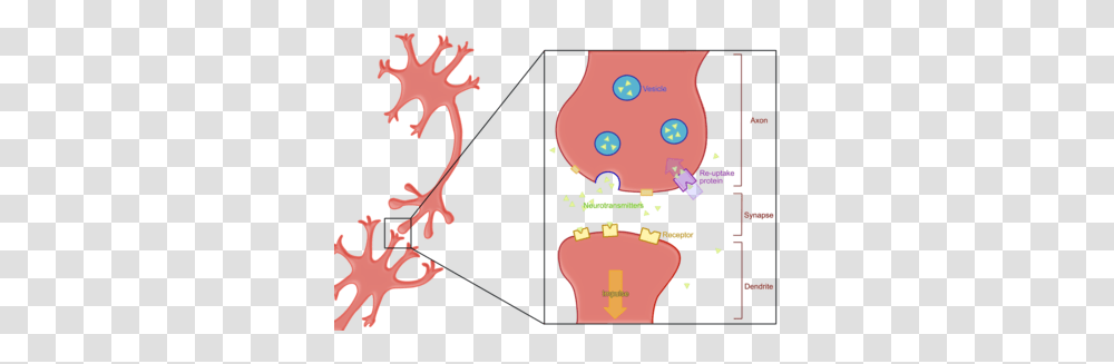 Fundamentals Of Neuroscienceneural Signaling, Poster, Advertisement Transparent Png