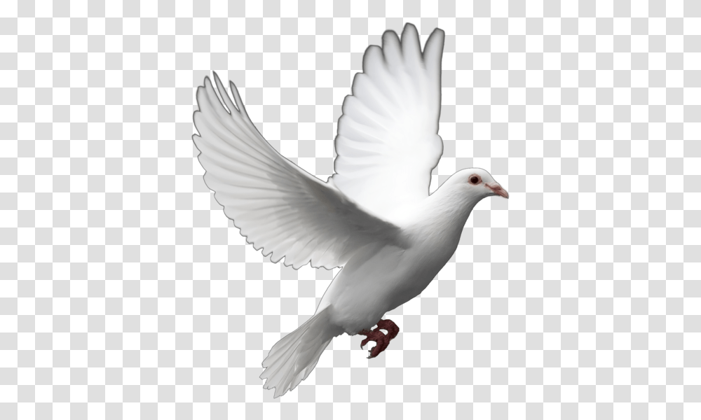 Funeral Dove Release Can Supp Dove Bird Background, Animal, Pigeon Transparent Png