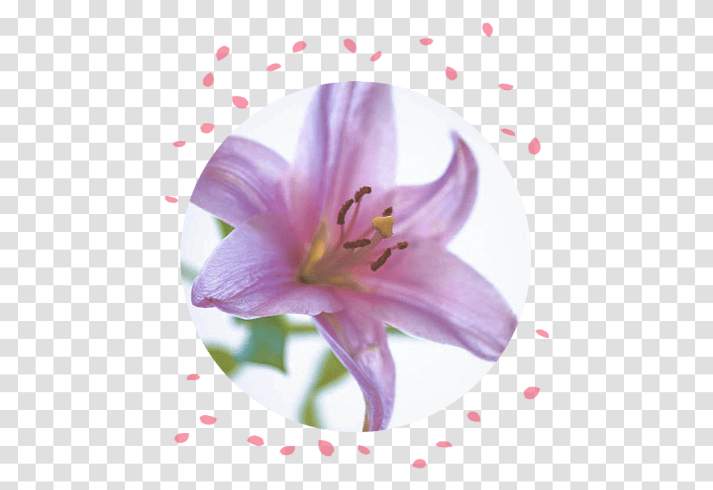 Funeral Flowers Types Of To Express Your Sympathy Pink Flowers Lillies Philippines, Plant, Blossom, Petal, Lily Transparent Png