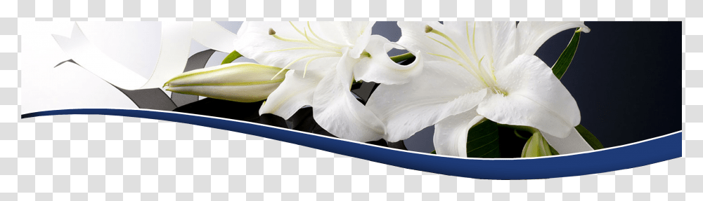 Funeral, Plant, Flower, Blossom, Petal Transparent Png