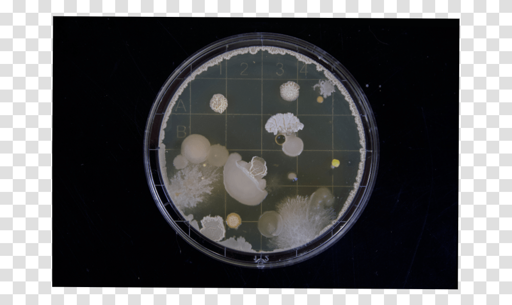 Fungal And Bacterial Colonies Growing On A Petri Dish Hd Bacterias, Animal, Sea Life, Clock Tower, Architecture Transparent Png