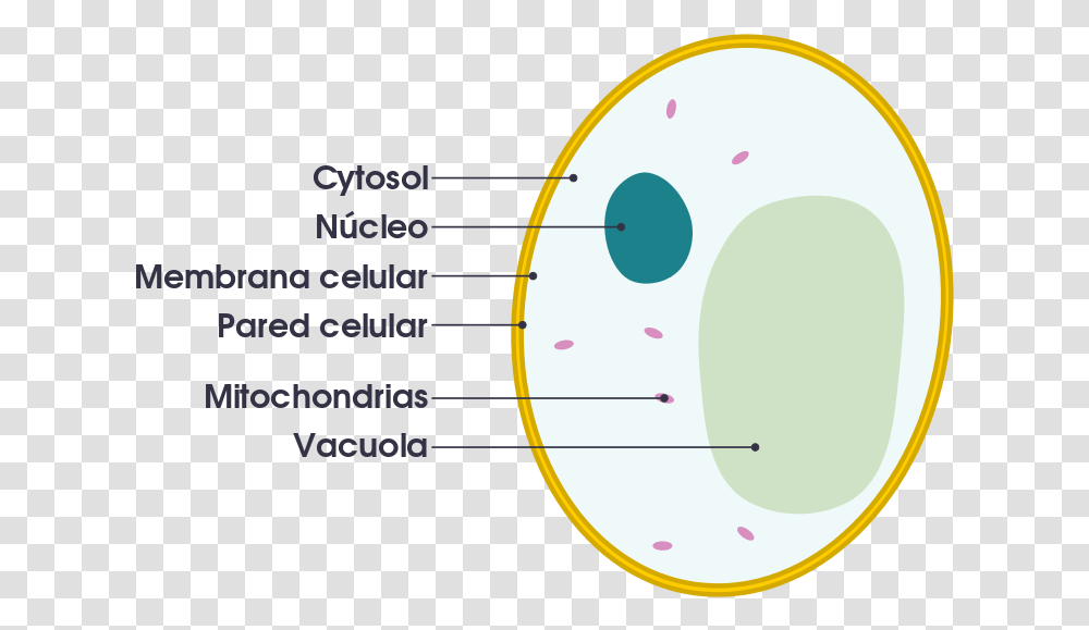 Fungal Cell Vs Animal Cell, Plot, Disk, Diagram, Bowl Transparent Png