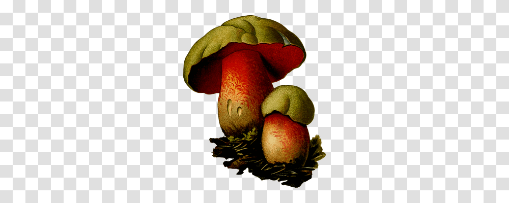 Fungi Nature, Plant, Agaric, Mushroom Transparent Png