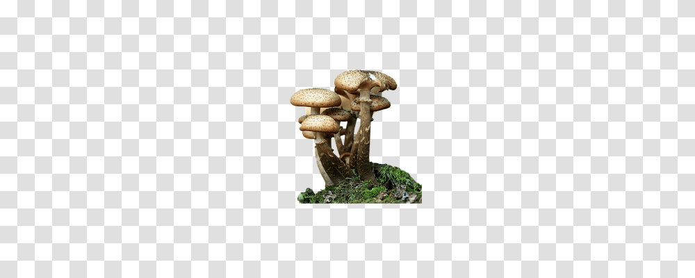 Fungi Nature, Plant, Agaric, Mushroom Transparent Png
