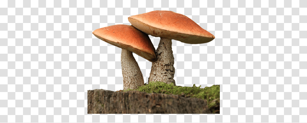 Fungi 3 Image Fungi, Fungus, Plant, Agaric, Mushroom Transparent Png