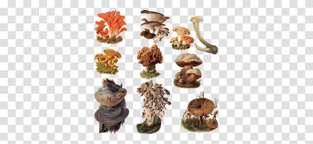 Fungi 5 Image Mushrooms, Fungus, Animal, Plant, Sea Life Transparent Png
