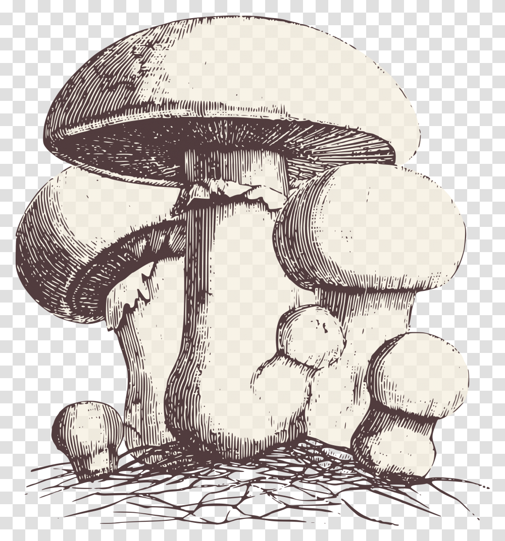 Fungi Clipart Alice In Wonderland French Art, Plant, Lamp, Agaric, Mushroom Transparent Png