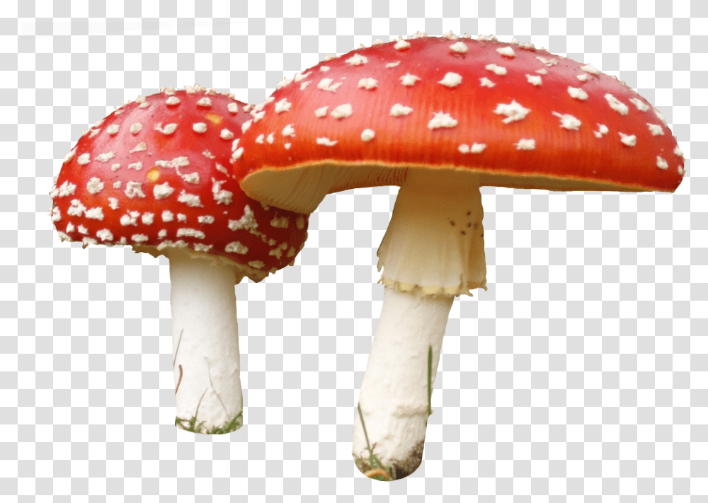 Fungi Clipart Background Mushroom, Fungus, Plant, Amanita, Agaric Transparent Png
