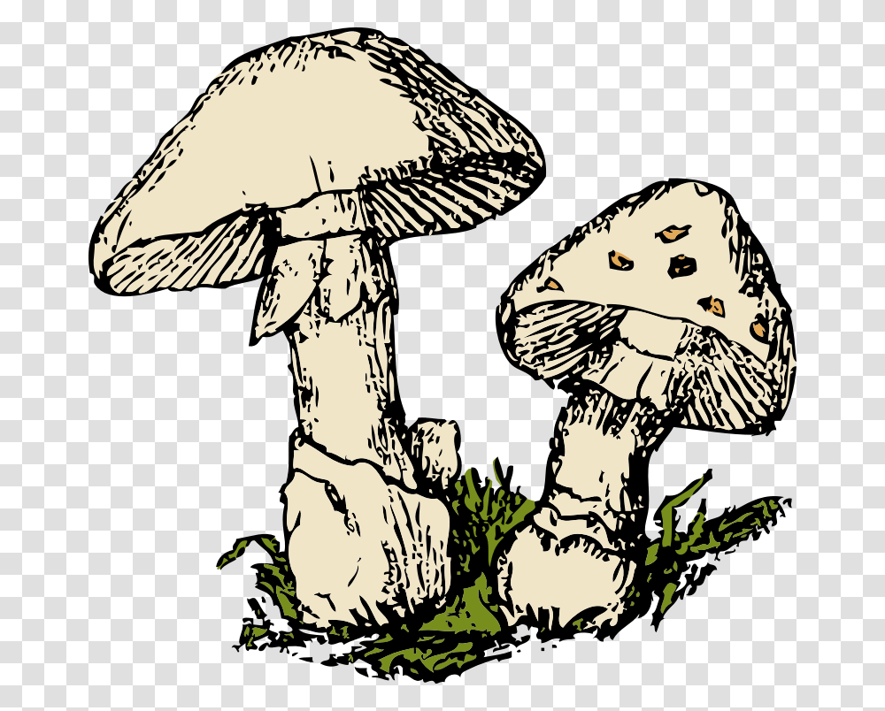 Fungi Clipart, Plant, Amanita, Agaric, Mushroom Transparent Png