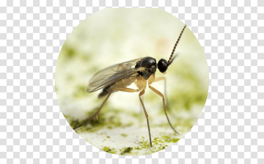 Fungus Gnats Nz, Insect, Invertebrate, Animal, Wasp Transparent Png