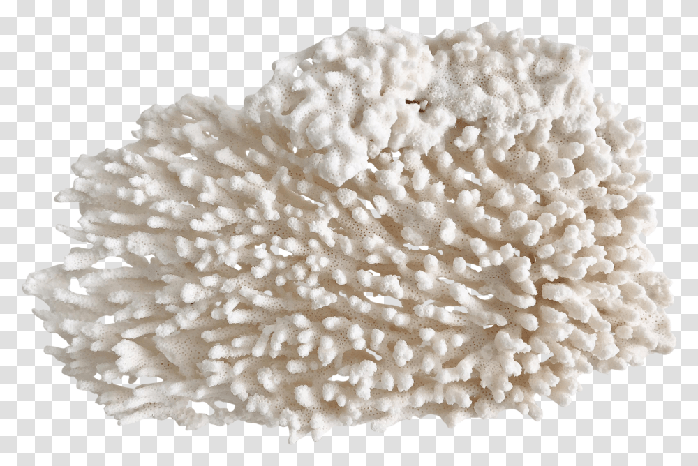 Fungus Transparent Png