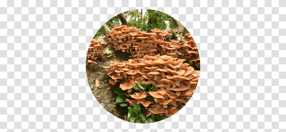 Funky Fungi - Wonders Of Biology Tree Stump, Fungus, Plant, Conifer, Mushroom Transparent Png