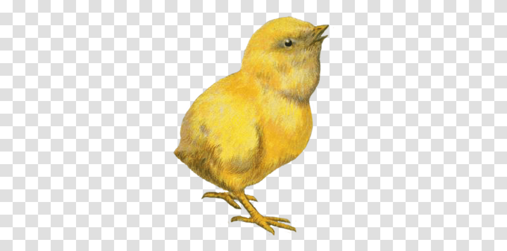 Funny And Cute Easter Clip Art Canary, Bird, Animal, Tennis Ball, Sport Transparent Png