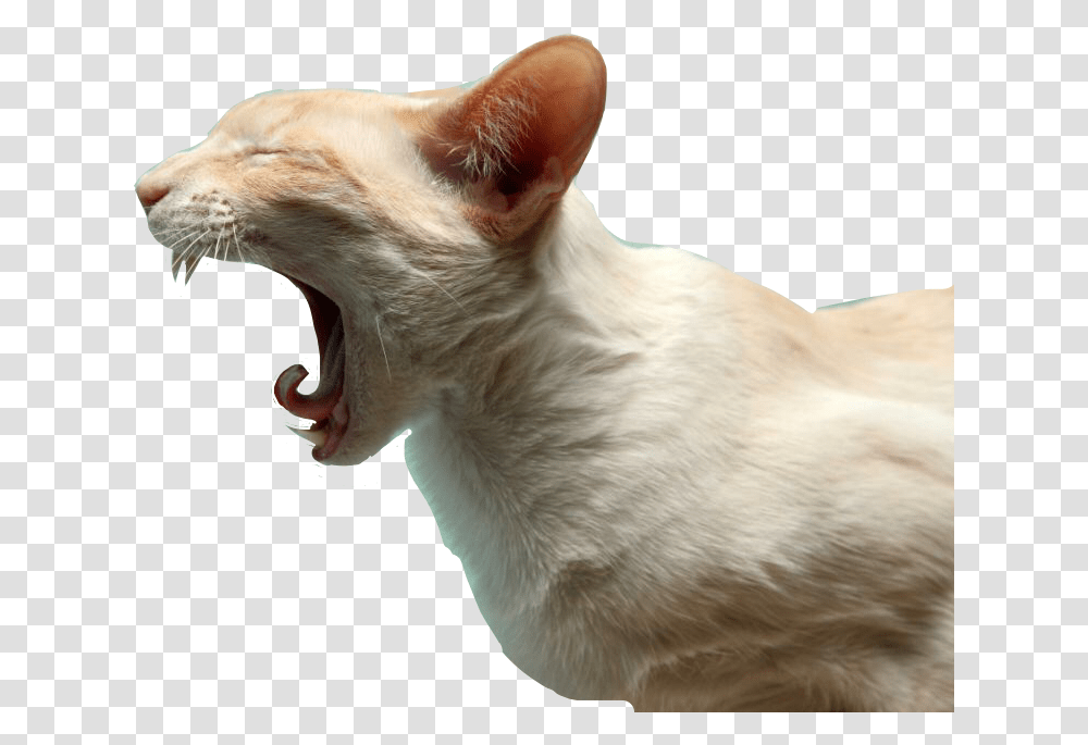 Funny Animal Pictures Black And White, Cat, Pet, Mammal, Dog Transparent Png