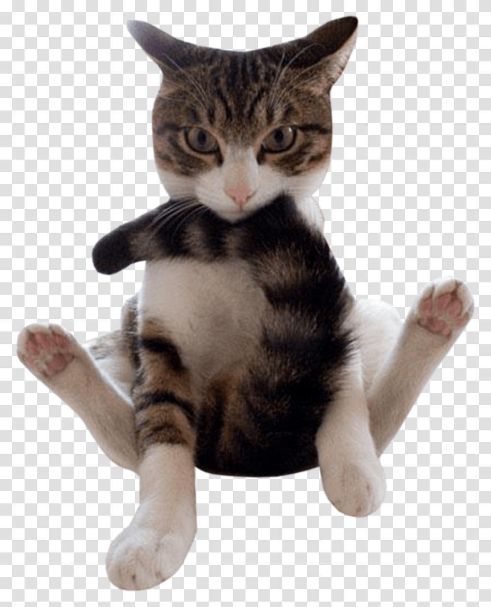 Funny Animals Cat Biting Its Tail, Kitten, Pet, Mammal, Manx Transparent Png