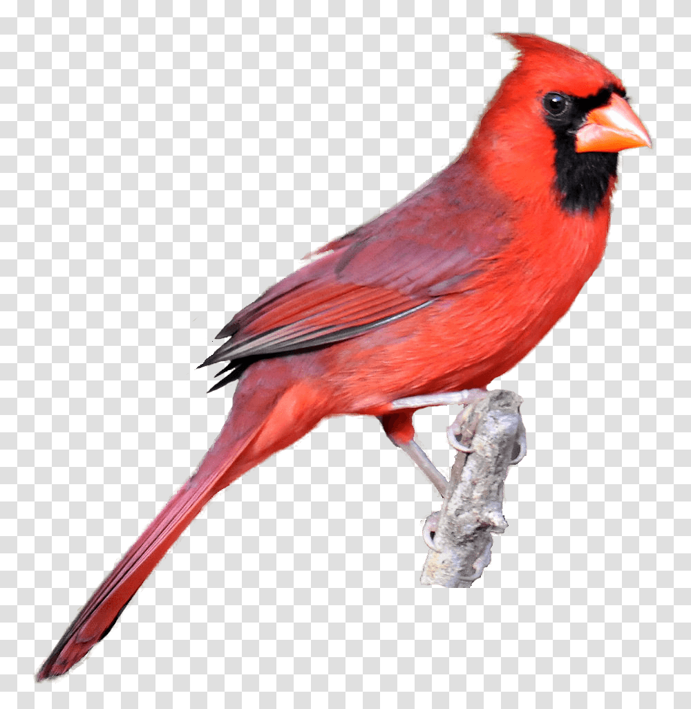 Funny Cardinal Cliparts, Bird, Animal, Finch Transparent Png