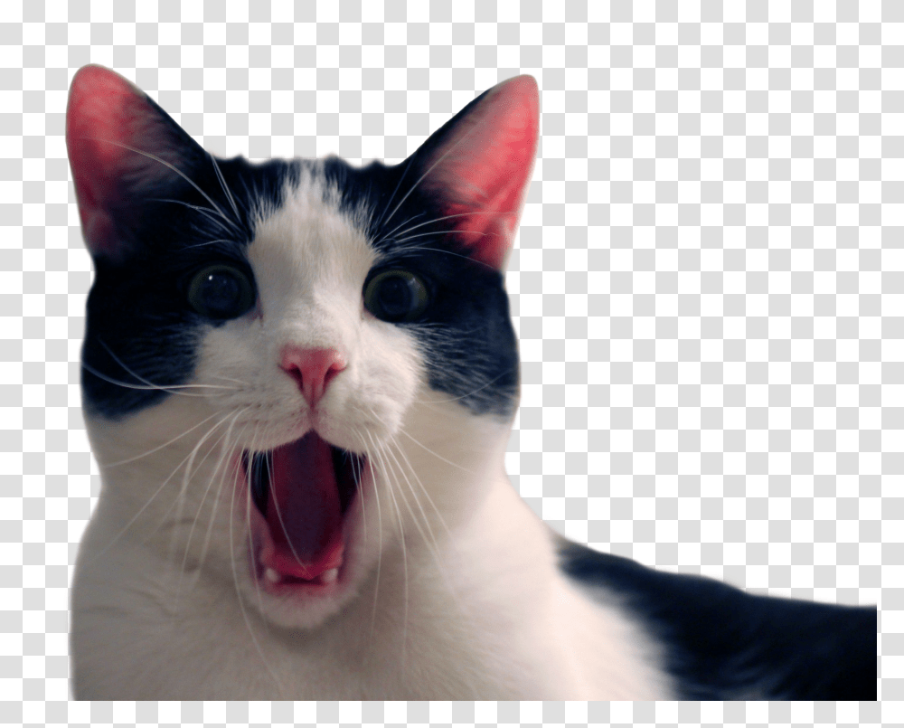 Funny Cat Background Funny Cat Background, Pet, Mammal, Animal, Mouth Transparent Png