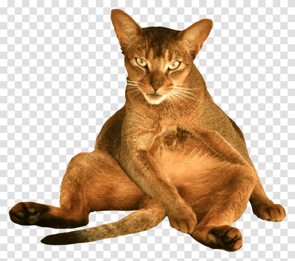 Funny Cat Free Cat Background, Abyssinian, Pet, Mammal, Animal Transparent Png