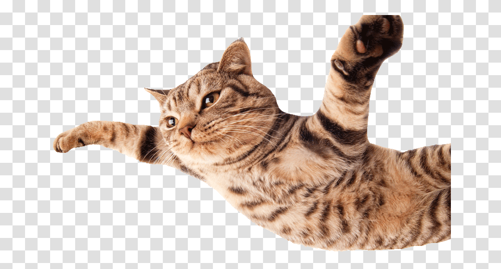 Funny Cats Funny Cats Background, Manx, Pet, Mammal, Animal Transparent Png
