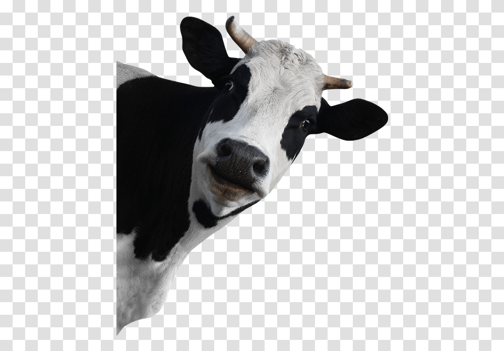 Funny Cow No Background, Cattle, Mammal, Animal, Dairy Cow Transparent Png