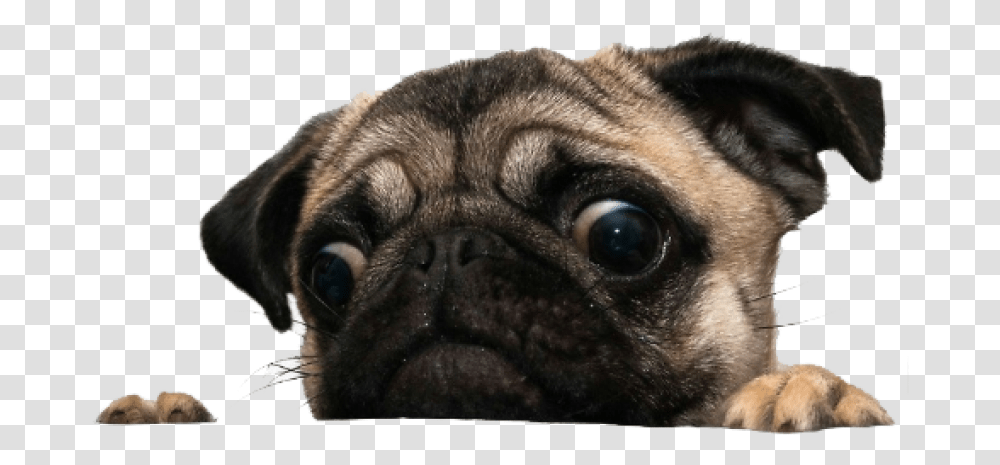 Funny Dog Background, Pet, Canine, Animal, Mammal Transparent Png