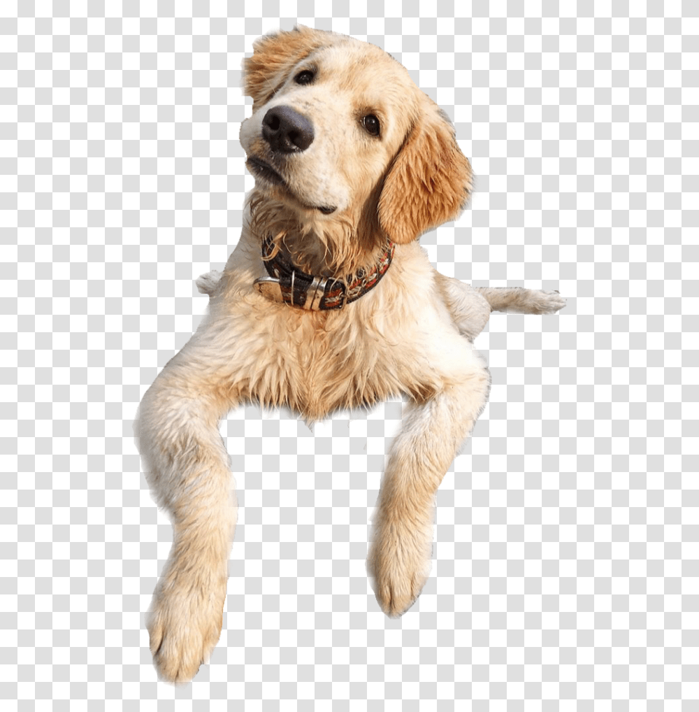 Funny Dog Dog Catches Something, Pet, Canine, Animal, Mammal Transparent Png