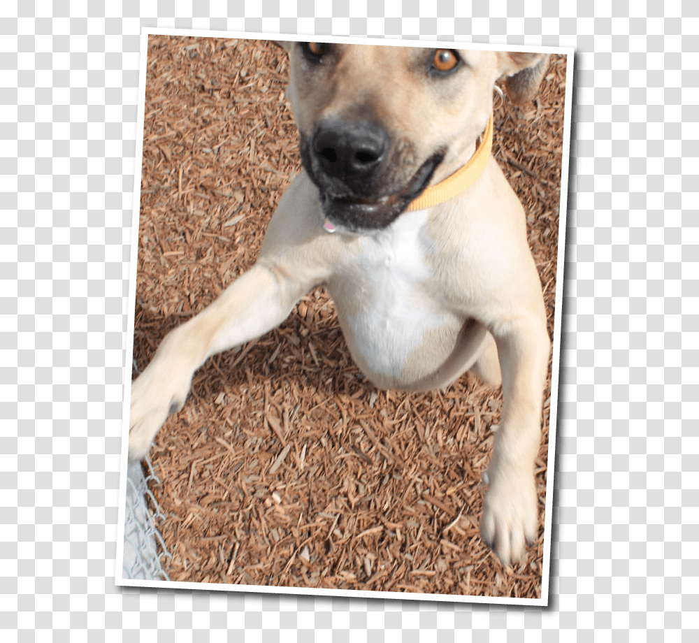 Funny Dog Dogs Funny Faces, Pet, Canine, Animal, Mammal Transparent Png