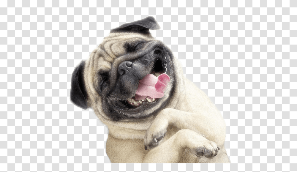 Funny Funny Dog, Pet, Canine, Animal, Mammal Transparent Png