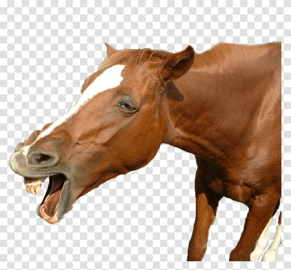 Funny Horse, Colt Horse, Mammal, Animal, Cow Transparent Png