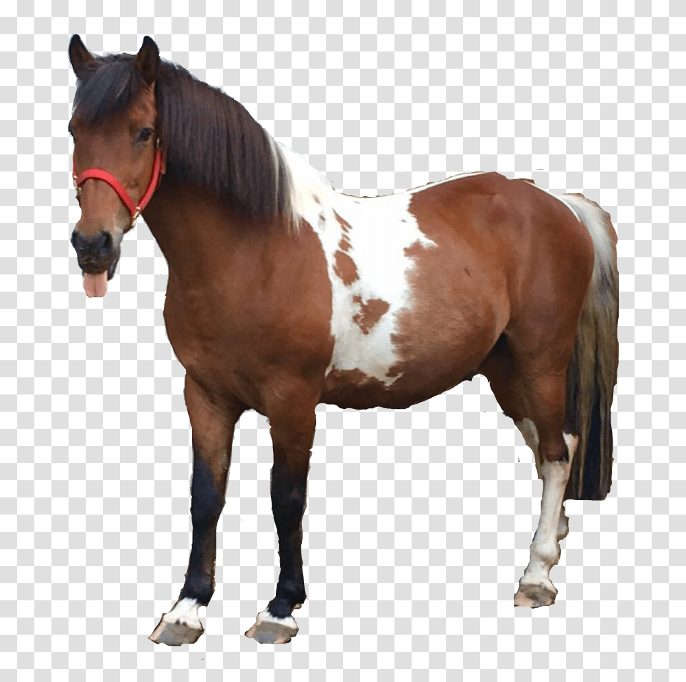 Funny Horse Sorrel, Mammal, Animal, Stallion, Colt Horse Transparent Png