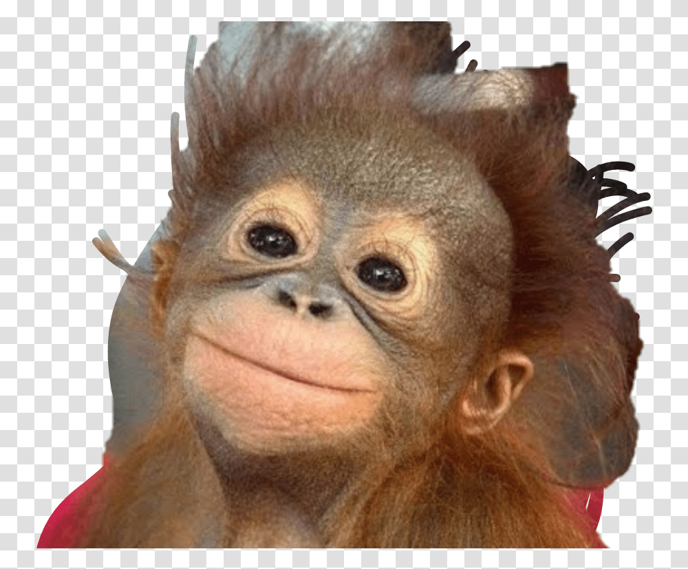 Funny Monkey Download Good Morning With Monkey, Wildlife, Animal, Mammal, Orangutan Transparent Png