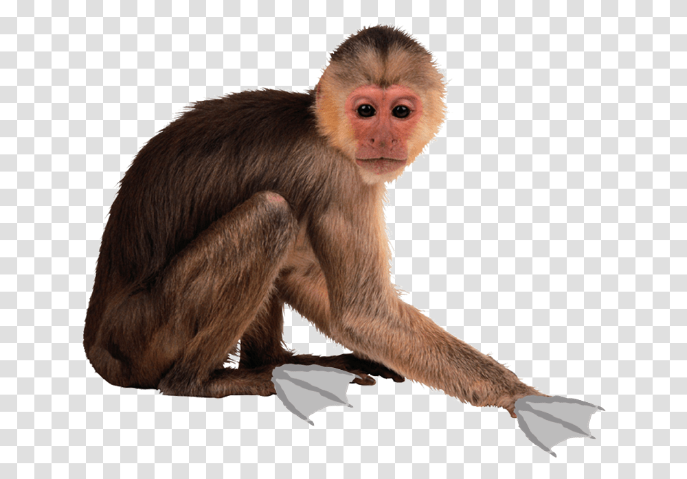 Funny Monkey Spider Monkey Background, Wildlife, Mammal, Animal, Baboon Transparent Png