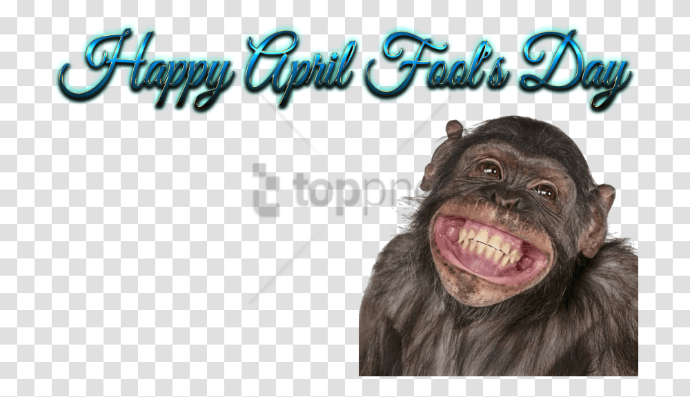 Funny Mouth Happy Birthday To You Funny, Ape, Wildlife, Mammal, Animal Transparent Png