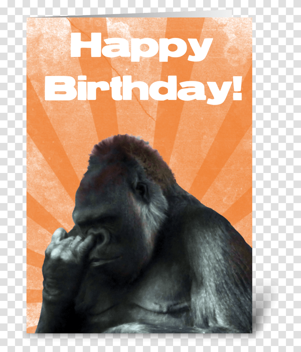 Funny Nose Picking Gorilla Greeting Card Happy Birthday Funny Gorilla, Ape, Wildlife, Mammal, Animal Transparent Png