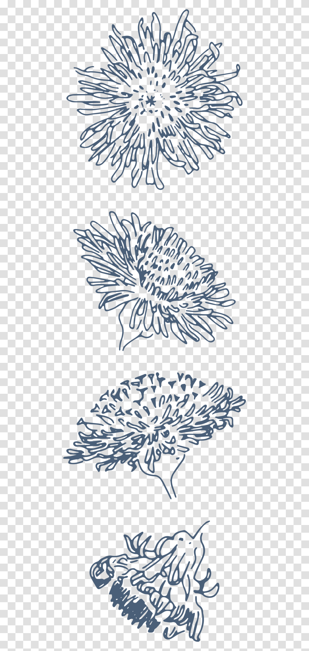 Funny Pngs Chrysanths, Plant, Green, Tree, Flower Transparent Png