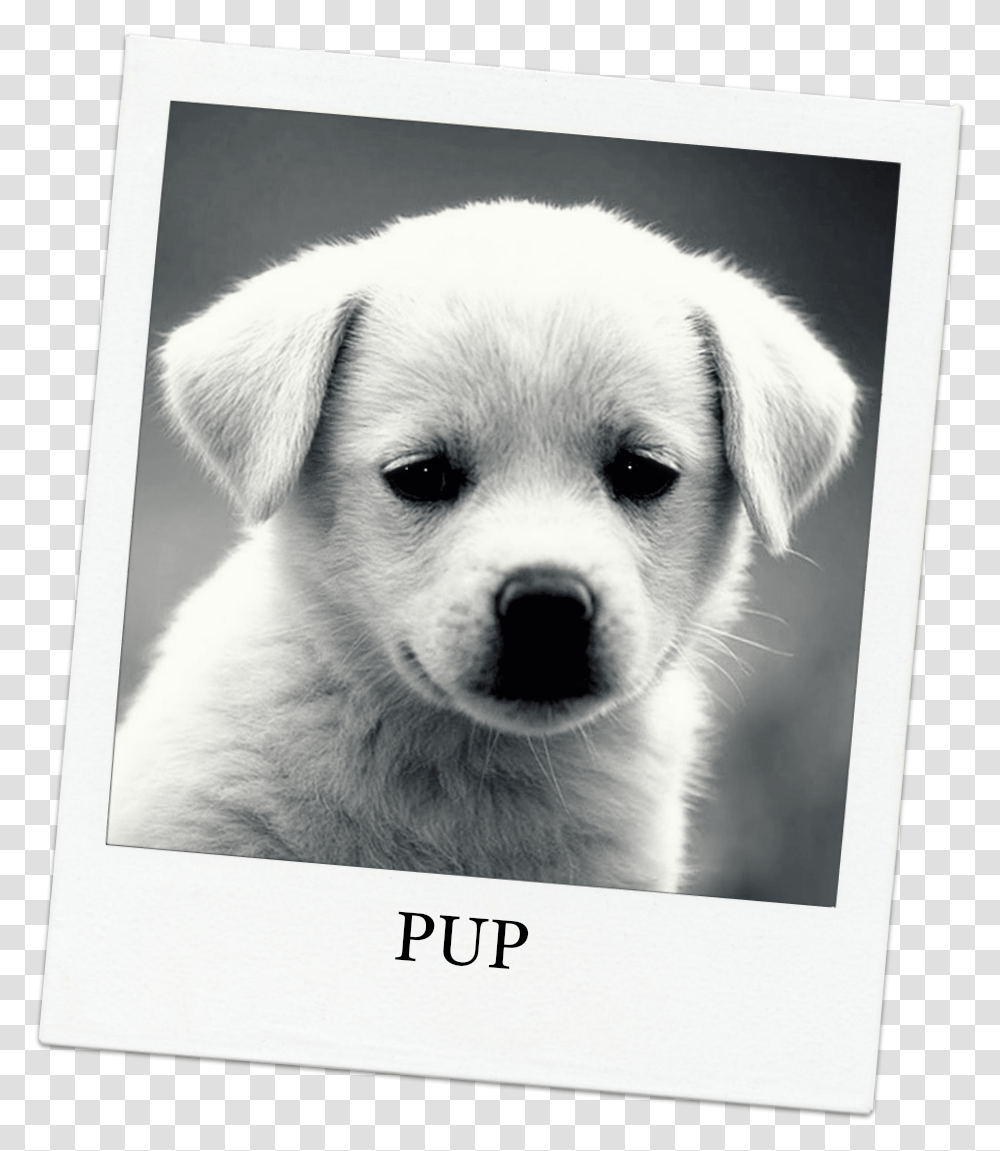 Funny Puppy Dog Picture And Wallpaper Dog Quotes, Pet, Canine, Animal, Mammal Transparent Png