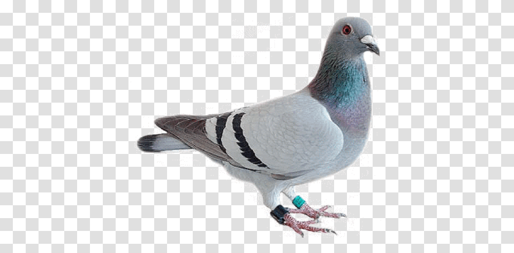 Funny Realistic Pigeons Messages Sticker 8 Pigeon Emoji, Bird, Animal, Dove Transparent Png