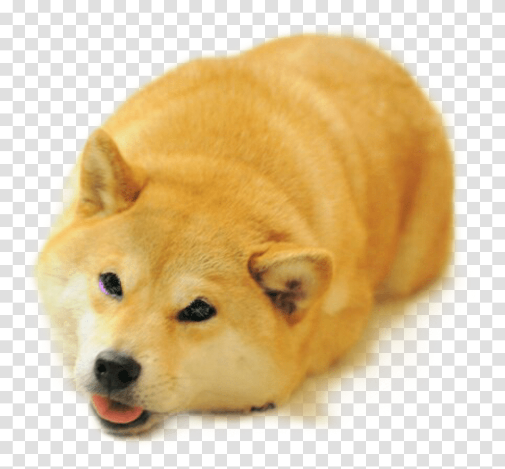 Funny Shiba Inu Face Download Shiba Inu Bread Loaf, Dog, Pet, Canine, Animal Transparent Png