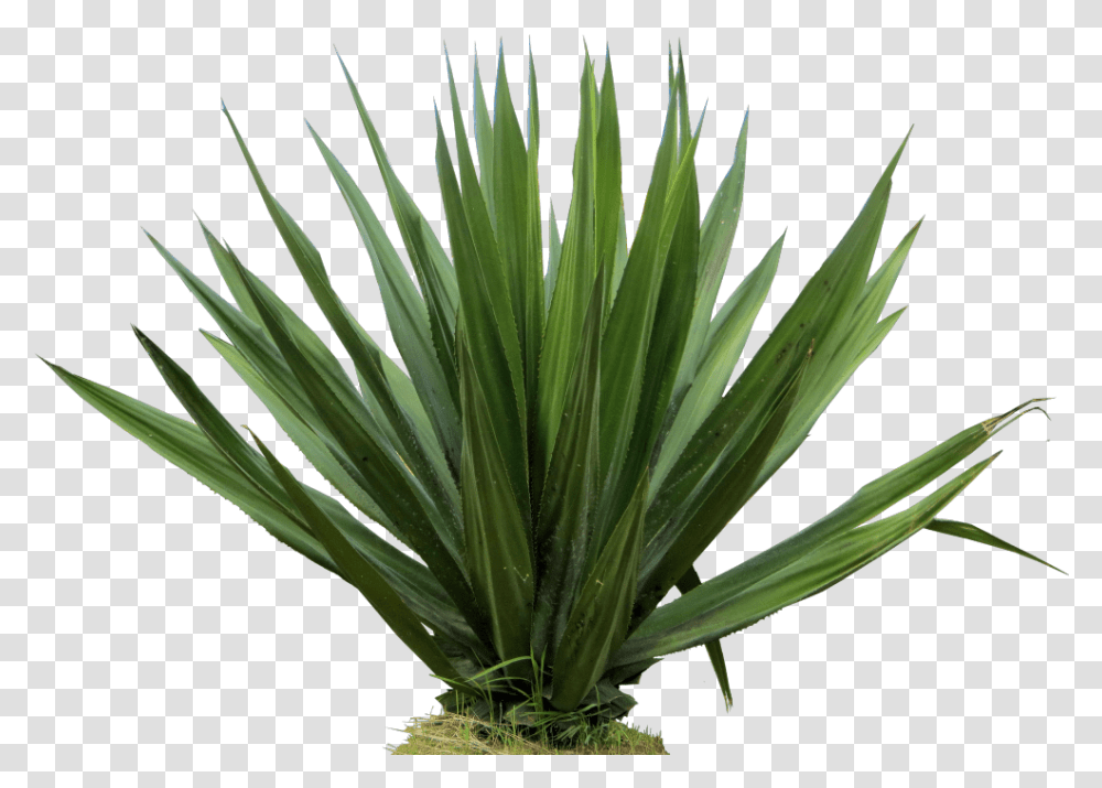 Furcraea Gigantea Furcraea, Plant, Agavaceae Transparent Png