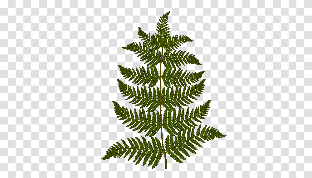 Furn Drawing, Plant, Fern, Leaf Transparent Png