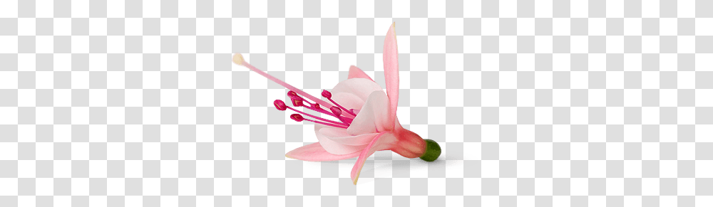 Fuschia Flowers Fuschia Flowers Images, Plant, Blossom, Petal, Lily Transparent Png
