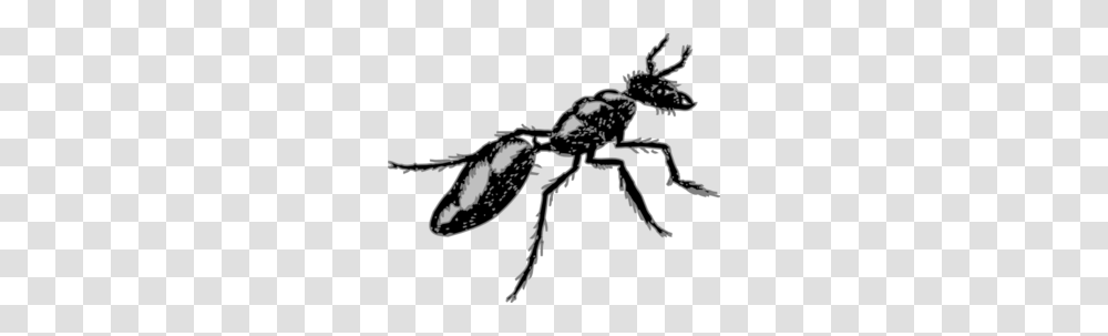 Fuzzy Ant Clip Art, Insect, Invertebrate, Animal, Stencil Transparent Png