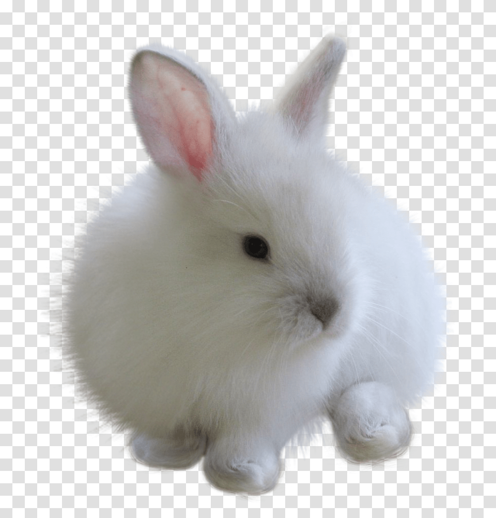 Fuzzy Bunny White Rabbitfreetoedit Rabbit For Picsart, Animal, Mammal, Rodent, Rat Transparent Png