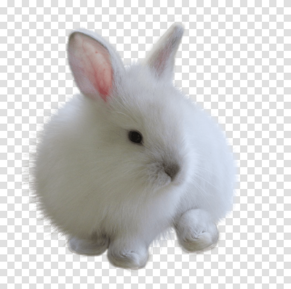 Fuzzy Bunny White Rabbitfreetoedit White Bunny, Rat, Rodent, Mammal, Animal Transparent Png